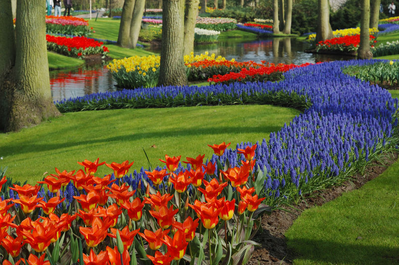 Keukenhof