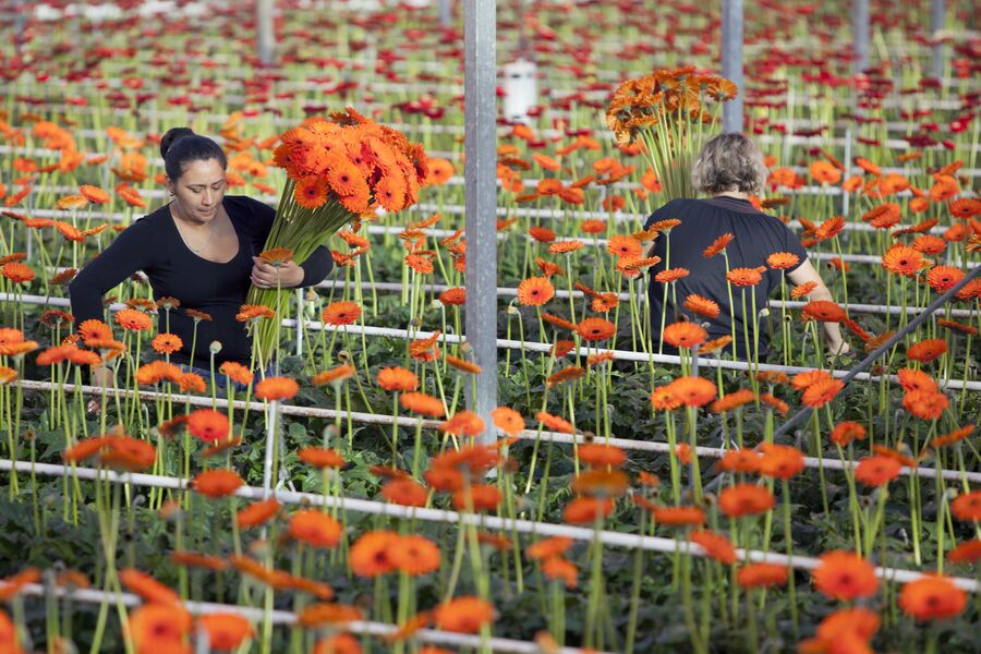 Medewerkers in de gerberateelt