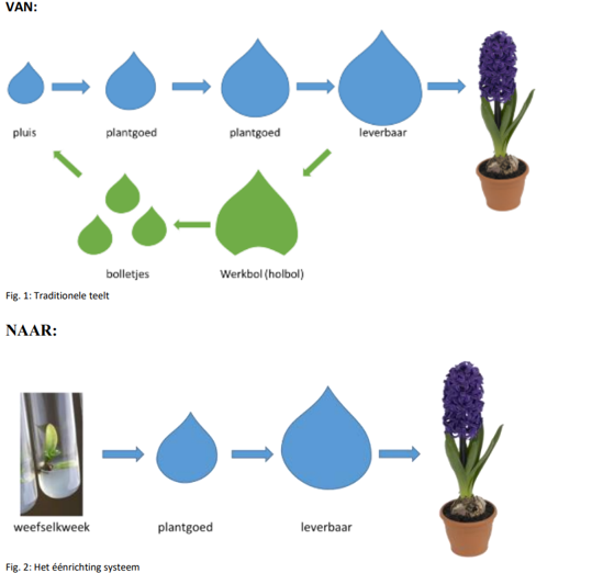Concept Vitale Teelt Hyacint