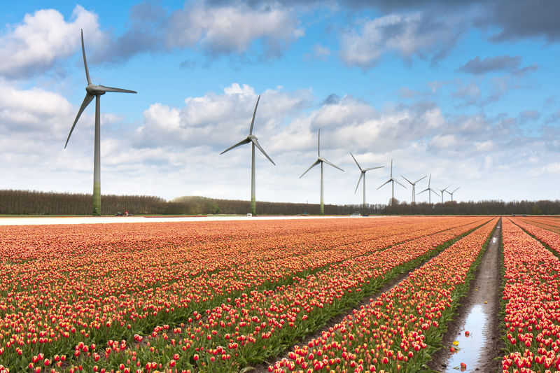 Tulpen en windmolens