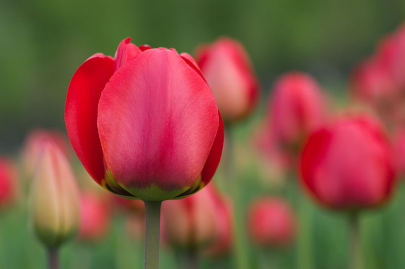 Tulp