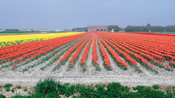 tulpen