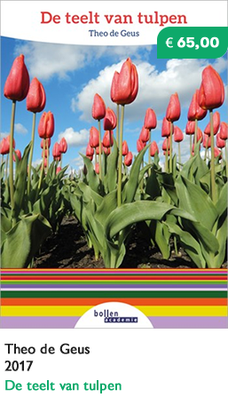 De teelt van tulpen