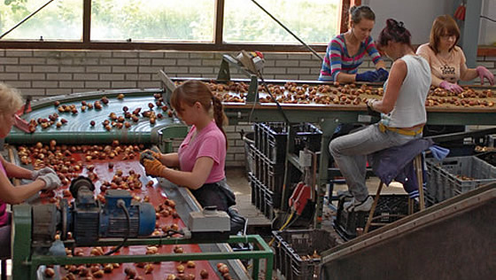 Handmatig bollen