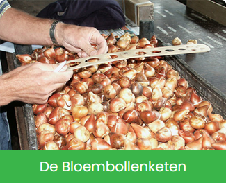 De Bloembollenketen