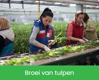 Broei van Tulpen