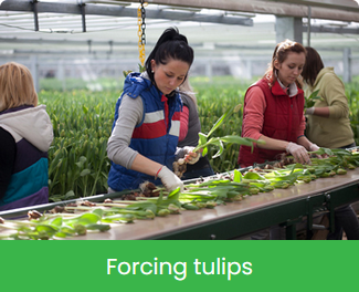 Forcing tulips