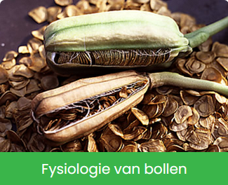 Fysiologie van Bollen