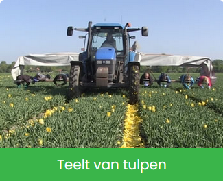 Teelt van Tulpen