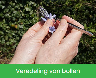 Veredeling van Bollen