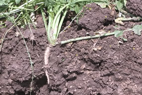 Het effect van groenbemesters na bollenteelt