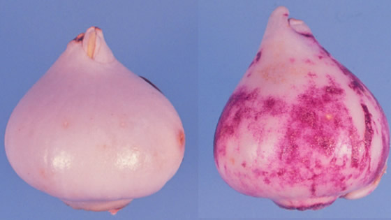 Rechts aantasting door tulpengalmijt (foto: WUR)