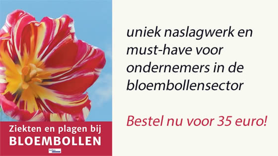 Leliebollen