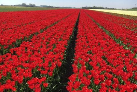 Tulpenveld